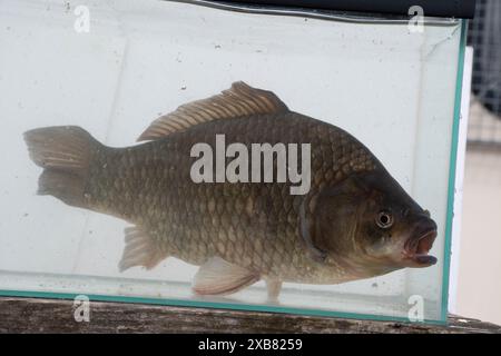 Preußischer Karpfen im englischen See gefunden Stockfoto