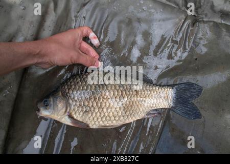 Preußischer Karpfen in einem englischen See gefunden Stockfoto