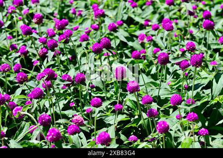 Gomphrena globosa „Ping Pong Purple“ blüht mit grünem Laub auf einer Wiese Stockfoto