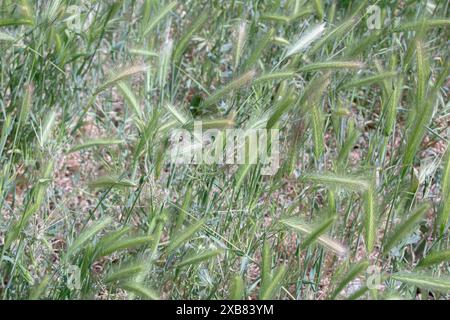 Diese mittelgroße Aufnahme erfasst ein Feld voller leuchtender grüner Weizenspikelets, die eine üppige und natürliche Kulisse schaffen. Stockfoto