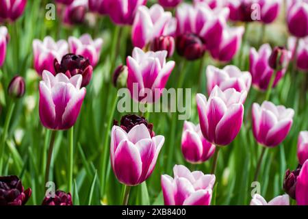 Ein paar rosa und weiße Tulpen mit dunklen Mittelpunkten auf einem Feld Stockfoto