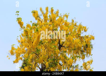 Laburnum Baum in Blume, Cassia Fistel, Bangkok, Thailand Stockfoto