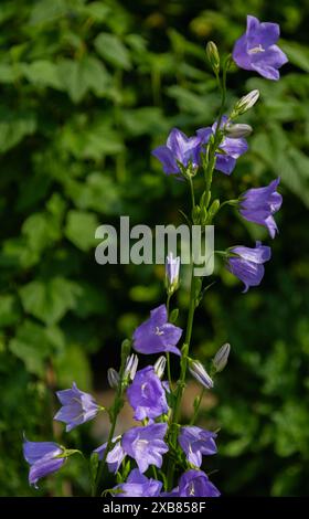 Blaue Glockenblumen blühen in voller Blüte in der Sonne mit grünen Blättern auf einem verschwommenen Hintergrund Stockfoto