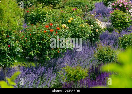 Rosensträucher mit Rosen in verschiedenen Farben in voller Blüte zusammen mit blühender Katzenminze und Lavendel Stockfoto