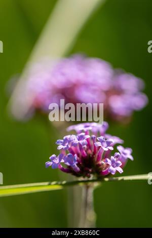 Nahaufnahme der Blüten der patagonischen Vervain (Verbena bonariensis) Mit unscharfem Hintergrund und Kopierbereich Stockfoto