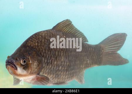 Preußischer Karpfen in einem englischen See gefunden Stockfoto