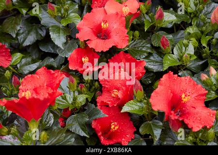 Hibiscus rosa sinensis oder chinesische Hibiskuspflanzen mit rotem Blumenhintergrund Stockfoto