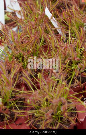 Drosera capensis oder Kapsonnentau-Pflanzen in der Baumschule Stockfoto