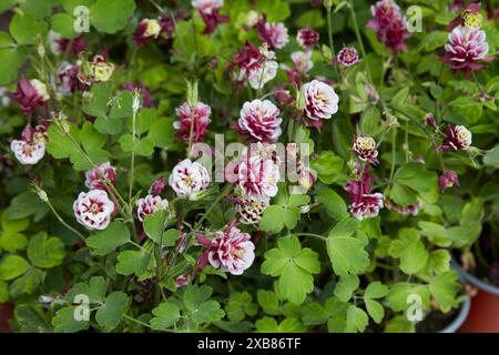 Aquilegia vulgaris, columbine winzige, doppelt rot weiße Pflanzen mit Blumen Stockfoto