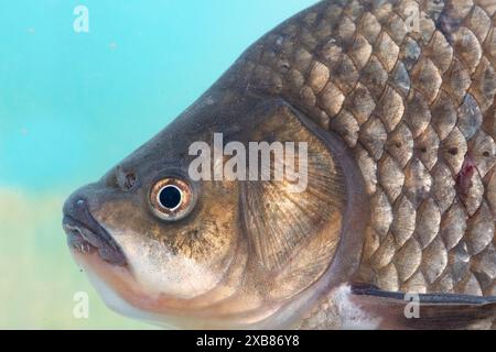 Preußischer Karpfen in einem englischen See gefunden Stockfoto