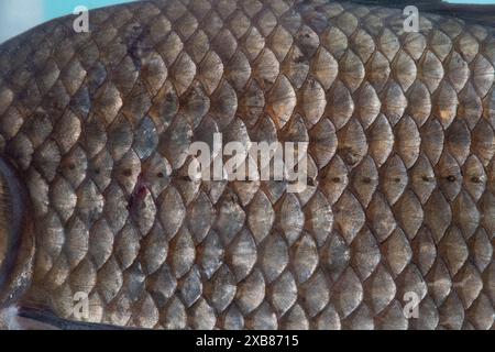 Preußischer Karpfen in einem englischen See gefunden Stockfoto