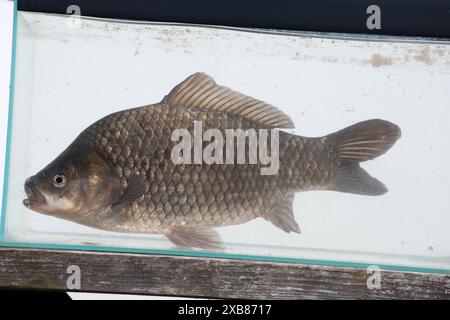 Preußischer Karpfen in einem englischen See gefunden Stockfoto