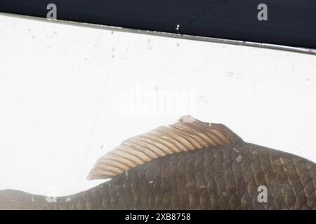 Preußischer Karpfen in einem englischen See gefunden Stockfoto