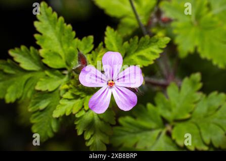 Das Herb-Robert ist in vielen Lebensräumen, von Küstenschindelbeeten, Hecken und Wäldern verbreitet und wird halbjährlich umarmt. Stockfoto