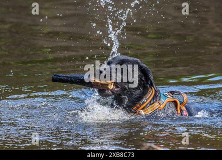 Ein schwarzer Labrador im Wasser Stockfoto