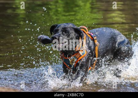 Ein schwarzer Labrador im Wasser Stockfoto