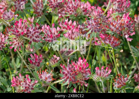Roter Wundklee, Wundklee, Anthyllis Vulneraria rubriflora, Anthyllis Vulneraria ssp. Rubriflora, Anthyllis Vulneraria, Red Kidney Vetch, Anthyllide à Stockfoto