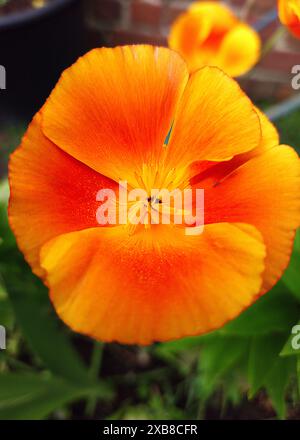 Eine Nahaufnahme einer lebendigen Eschscholzia-Blume, die vor einem üppig grünen Hintergrund blüht Stockfoto