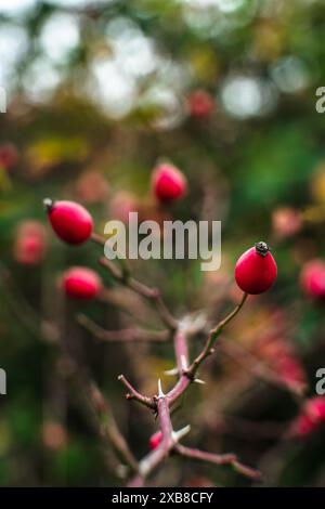 Eine Nahaufnahme saftiger roter Beeren auf einem Zweig, umgeben von üppigen Waldbepflanzungen und Bäumen Stockfoto