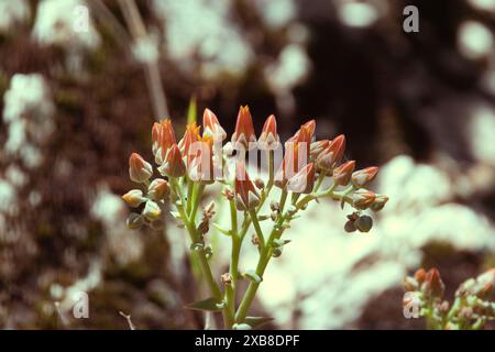 Eine lebendige Nahaufnahme von orangen Blumen Stockfoto