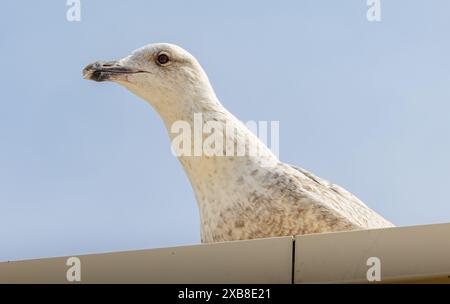 Eine Nahaufnahme einer Möwe, die auf einem Dach gegen den Himmel thront Stockfoto