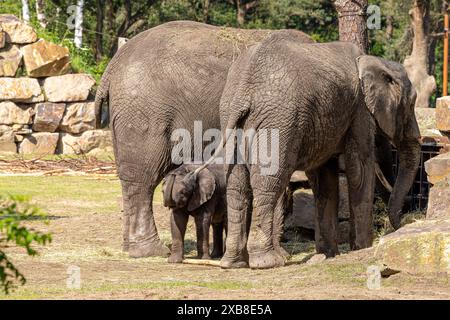 Eine Gruppe afrikanischer Elefanten in einem Zoo, umgeben von grünen Bäumen Stockfoto