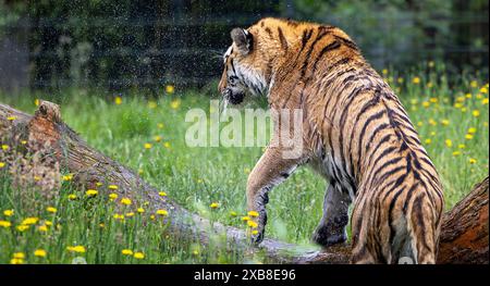 Ein sibirischer Tiger in einem Zoogehege, umgeben von gelben Blumen Stockfoto