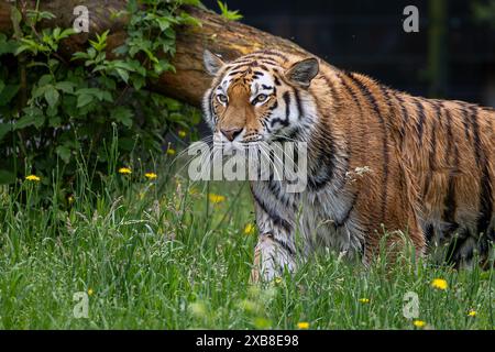 Ein sibirischer Tiger auf einer grünen Wiese, umgeben von gelben Blumen Stockfoto