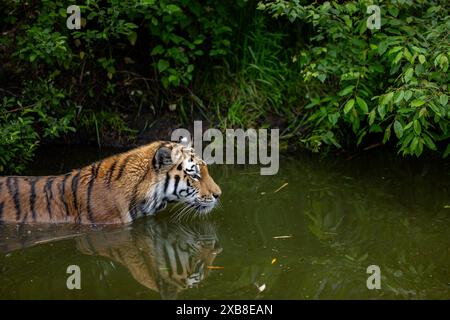 Ein sibirischer Tiger im Wasser in der Nähe grüner Pflanzen Stockfoto