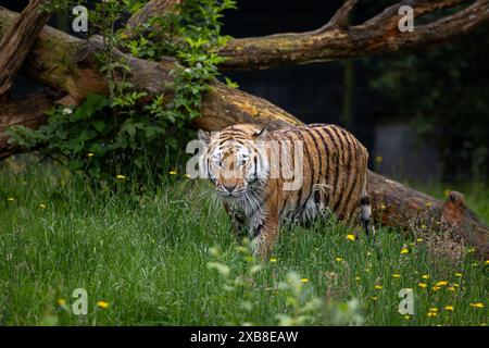 Ein sibirischer Tiger auf einer grünen Wiese, umgeben von gelben Blumen Stockfoto