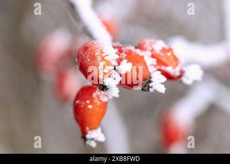 Botanik, Eiskristalle, Frost, Hagebutte, ADDITIONAL-RIGHTS-CLEARANCE-INFO-NOT-AVAILABLE Stockfoto