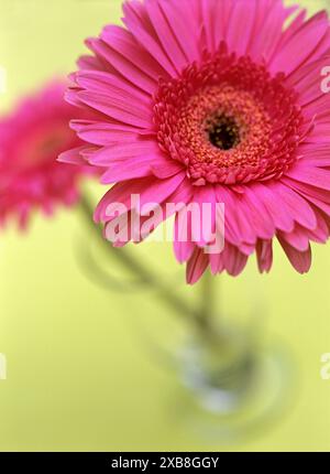BOTANIK, GERBERA, ADDITIONAL-RIGHTS-CLEARANCE-INFO-NOT-AVAILABLE Stockfoto