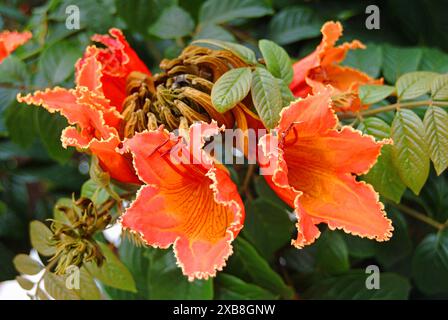 Botanik, Spathodea campanulata (afrikanischer Tulpenbaum) Blumen, ADDITIONAL-RIGHTS-CLEARANCE-INFO-NOT-AVAILABLE Stockfoto