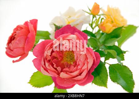 Botanik, rote und gelbe Rosen vor weißem Hintergrund, ADDITIONAL-RIGHTS-CLEARANCE-INFO-NOT-AVAILABLE Stockfoto