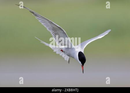 Eine Seeschwalbe, die Fische im rspb titchwell Moor jagt Stockfoto