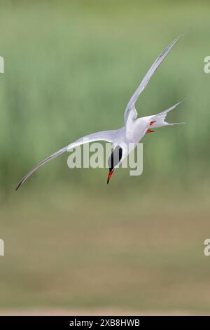 Eine Seeschwalbe, die Fische im rspb titchwell Moor jagt Stockfoto