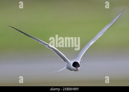 Eine Seeschwalbe, die Fische im rspb titchwell Moor jagt Stockfoto