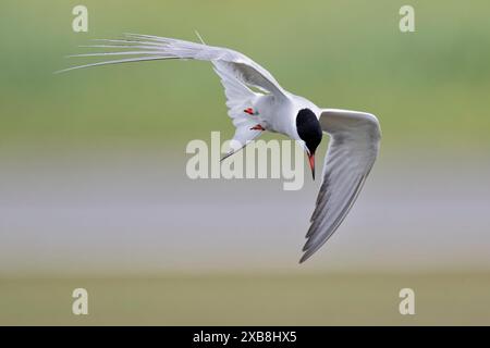 Eine Seeschwalbe, die Fische im rspb titchwell Moor jagt Stockfoto