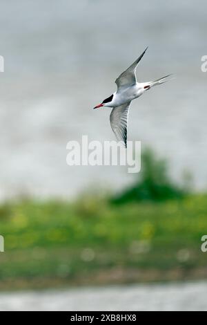 Eine Seeschwalbe, die Fische im rspb titchwell Moor jagt Stockfoto