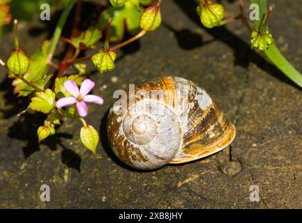 Gartenschnecken sind zwar die Gärtner, aber sie sind eine wichtige Nahrungsquelle für die urbane Tierwelt. Alte Schalen sind ein wichtiges Kalziumpräparat Stockfoto