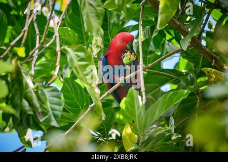 Papuan eclectus, roter eclectus oder New Guinea eclectus, Eclectus roratus, Raja Ampat Biodiversity Nature Resort, Waigeo, Raja Ampat, West Papua Stockfoto