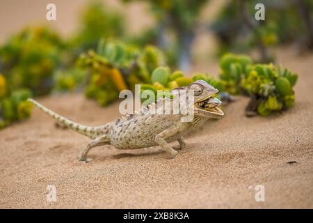 Namaqua Chameleon, Chamaeleo namaquensis, der in der Namib-Wüste einen Käfer frisst Stockfoto