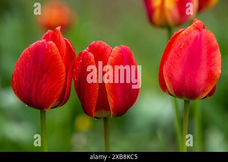 Botanik, rote Tulpen im Garten, VORSICHT! FÜR DIE VERWENDUNG VON GREETINGCARD/POSTKARTEN IN DEUTSCHSPRACHIGEN LÄNDERN GELTEN MÖGLICHERWEISE BESTIMMTE EINSCHRÄNKUNGEN Stockfoto
