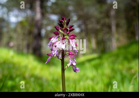 Botanik, Orchidee (Orchis purpurea), VORSICHT! FÜR DIE VERWENDUNG VON GREETINGCARD/POSTKARTEN IN DEUTSCHSPRACHIGEN LÄNDERN GELTEN MÖGLICHERWEISE BESTIMMTE EINSCHRÄNKUNGEN Stockfoto