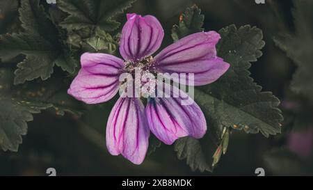 Violette Blüte auf grünen Blättern mit Überlagerungseffekt Stockfoto
