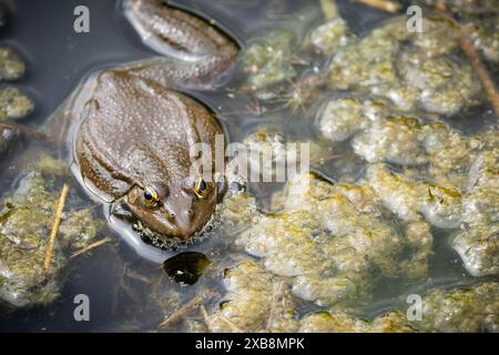 Ein dunkelbrauner Frosch, der in Wasser getaucht ist und mit Algen bedeckt ist Stockfoto