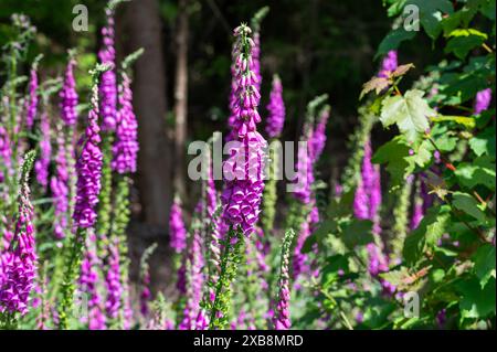 Foxhandschuhe in einem Wald von Sussex in der Nähe von Burwash, lila Foxhandschuhe, Digitalis purpurea, der gewöhnliche Foxhandschuh - schön, gefährlich und nützlich Stockfoto