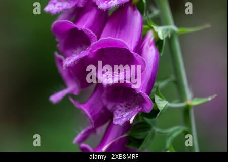 Foxhandschuhe in einem Wald von Sussex in der Nähe von Burwash, lila Foxhandschuhe, Digitalis purpurea, der gewöhnliche Foxhandschuh - schön, gefährlich und nützlich Stockfoto