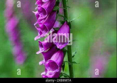 Foxhandschuhe in einem Wald von Sussex in der Nähe von Burwash, lila Foxhandschuhe, Digitalis purpurea, der gewöhnliche Foxhandschuh - schön, gefährlich und nützlich Stockfoto