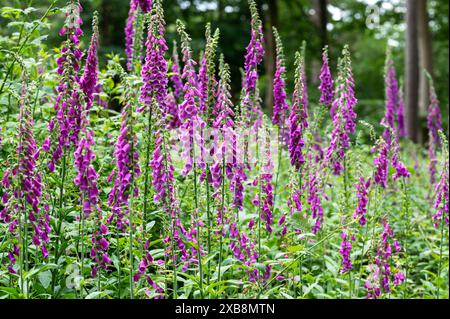 Foxhandschuhe in einem Wald von Sussex in der Nähe von Burwash, lila Foxhandschuhe, Digitalis purpurea, der gewöhnliche Foxhandschuh - schön, gefährlich und nützlich Stockfoto